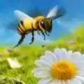 蜜蜂游戏蜂窝