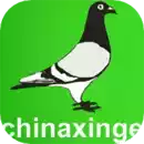中国信鸽信息网app 图标